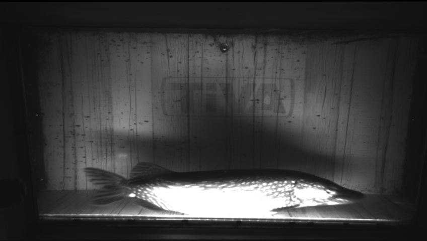 Video 2026-05-20 04:00